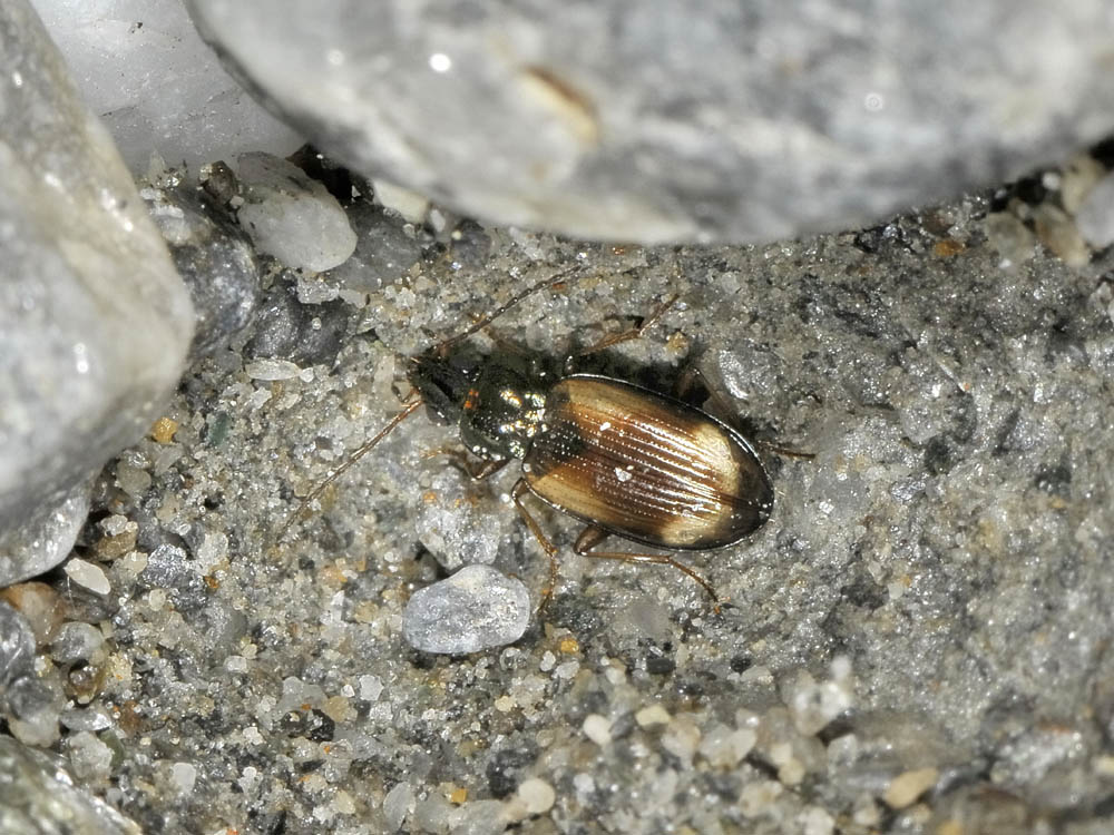 Ocydromus femoratus